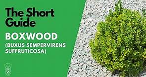 The Short Guide to the Boxwood (Buxus Sempervirens)