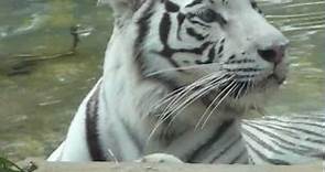 tigre de Bengala real tigre indio Panthera tigris tigris Bengal tiger animal