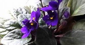 Beautiful 'Purple' Flowers - The African Violet
