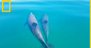 ¿Quieres saber qué hacen los delfines que son "colegas"? | National Geographic en Español