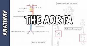 Clinical Anatomy - The Aorta, sections and branches (coarctation, dissection and aneurysm)