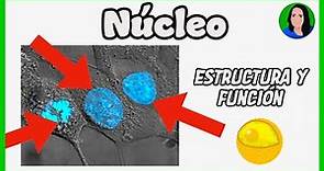Núcleo celular [ Célula eucariota: Estructura y función ]