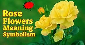 Rose Flower Meaning Symbolism - The Symbolic Meaning Of Roses