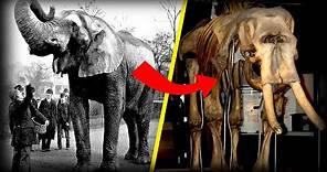 La TRISTE historia de Jumbo, el elefante "MÁS GRANDE" del mundo 🐘