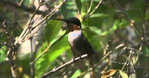 HUMMINGBIRDS-JEWELLED MESSENGERS (trailer)