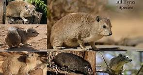 All Hyrax Species / types of hyrax / hyrax types