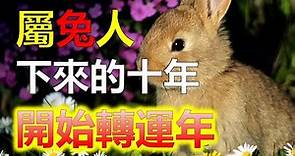 2024生肖運勢，十二生肖生肖兔，作為中國傳統文化中的一個重要符號，代表了智慧、溫和和純真。在接下來的十年中，兔子的人們將會經歷三個重要的轉運年，在2024年這個屬兔的人們來說，將迎來非凡的轉折點