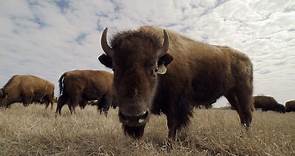 Inside An Epic Experiment: Where The Buffalo Roam, Texas Agriculture Thrives