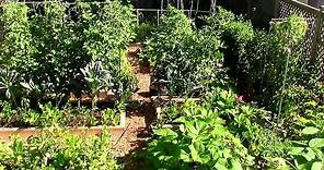 How to Grow a lot of Food in a Small Garden - 9 EZ tips