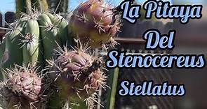 La Pitaya Del Stenocereus Stellatus (español)