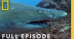 Australia's Deadliest Coast (Full Episode) | When Sharks Attack: There Will Be Blood