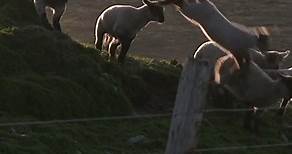 Shetland Islands in Summer - lamb races