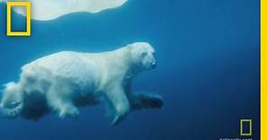 Underwater Polar Bear | National Geographic
