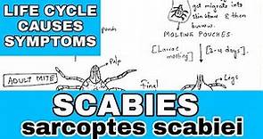 Scabies | sarcoptes scabiei | Life cycle, causes, symptoms | Bio science