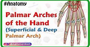 Palmar Arches of the Hand Animation : Superficial and Deep Palmar Arch | USMLE Review