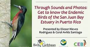 Get to Know the Endemic Birds of the San Juan Bay Estuary in Puerto Rico through Sounds and Photos