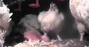 ASPCA ALERT: A Look Inside the Cruel Chicken Industry