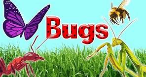 10 Interesting Insects || Insects for Kids || Bugs for Kids