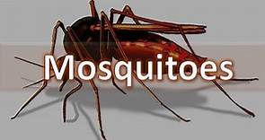 How to identify Mosquitoes - Anopheles, Culex, Aedes and Mansonia spp. (Medical Entomology)