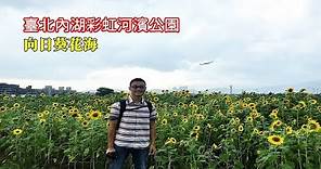 [臺北花季景點] 帶你坐公車到內湖彩虹河濱公園，一整片的向日葵和飛機等你來拍照打卡