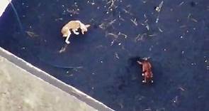 熔岩包圍「等死四狗」：西班牙火山爆發的無人機非法大搶救 | 轉角國際 udn Global