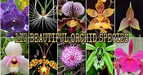 110 BEAUTIFUL ORCHID SPECIES