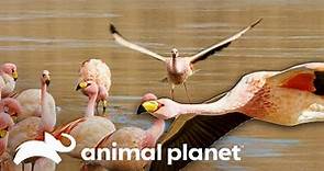 Los maravillosos flamencos de James | Misterios de Nuestro Planeta | Animal Planet
