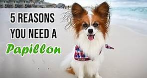 Top 5 Reasons You Need a Papillon Dog // Percy the Papillon Dog