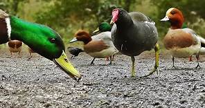 Ducks Quacking : Featuring Mallard Duck, Wigeon, Moorhen, Rook and Mute Swan