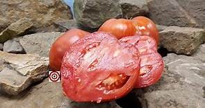 Indiana Red Heirloom Tomato Seeds For Sale At Bounty Hunter Seeds
