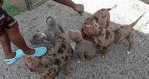 CHOCOLATE TRI MERLE AMERICAN BULLY PUPPIES UPDATE WITH TRANSFORMATION KENNELS AND MOA KENNELS