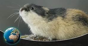 Lemming - The Little Giant Of The North