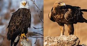 The Eagle's Eye: A Beacon of Hope or a Harbinger of Doom? | Wild Animalogy
