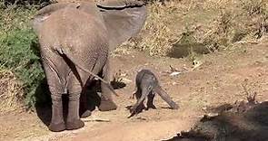 Tiny baby elephant (less than 24 hours old) learns how to walk