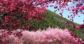 櫻花開了!2021櫻花季花況更新-台灣各地區最佳賞櫻熱點! Taiwan's most beautiful cherry blossom viewing spot!