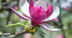 Magnolia: coltivazione, fioritura e cura delle diverse specie