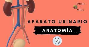 Anatomía del aparato urinario