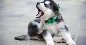 Alaskan Malamute Puppies: A Look at Their Personality