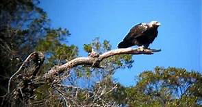 El águila imperial ibérica (Aquila adalberti), Parque nacional de Monfragüe