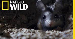 The Grasshopper Mouse Is a Killer Howling Rodent | Nat Geo Wild
