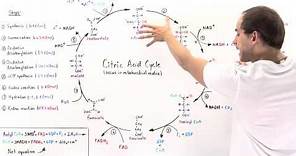 Overview of Citric Acid Cycle