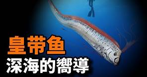 巨型皇帶魚之謎：它是最長硬骨魚，是17米長巨型海蛇的原型，也是來自深海地獄的嚮導，充滿傳奇色彩的生物