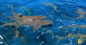 #SharkTrek RECAP: Would You take the plunge?