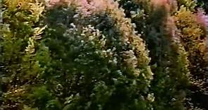 Microcosmos - Il popolo dell'erba | movie | 1996 | Official Trailer