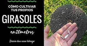 Consejos cultivo | GIRASOL PARA PIPAS || en20metros