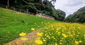 【Yokosuka, Japan - Kurihama Flower Park】