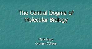 PPT - The Central Dogma of Molecular Biology PowerPoint Presentation, free download - ID:3828429