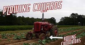 Super A Farmall Plowing Collards with Rolling Cultivators - Bullard Farms