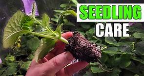 Seedling Care And Health - A Definitive Guide