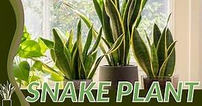 The Beginners Guide to Growing Snake Plant! (Dracaena trifasciata) 🪴🪴